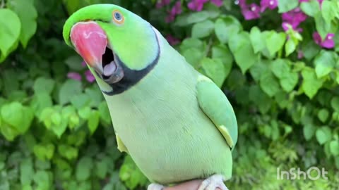 Green paroot / funny parrot