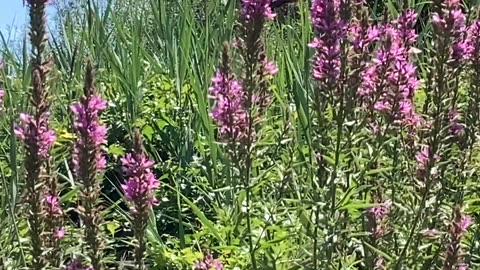 Butterfly video