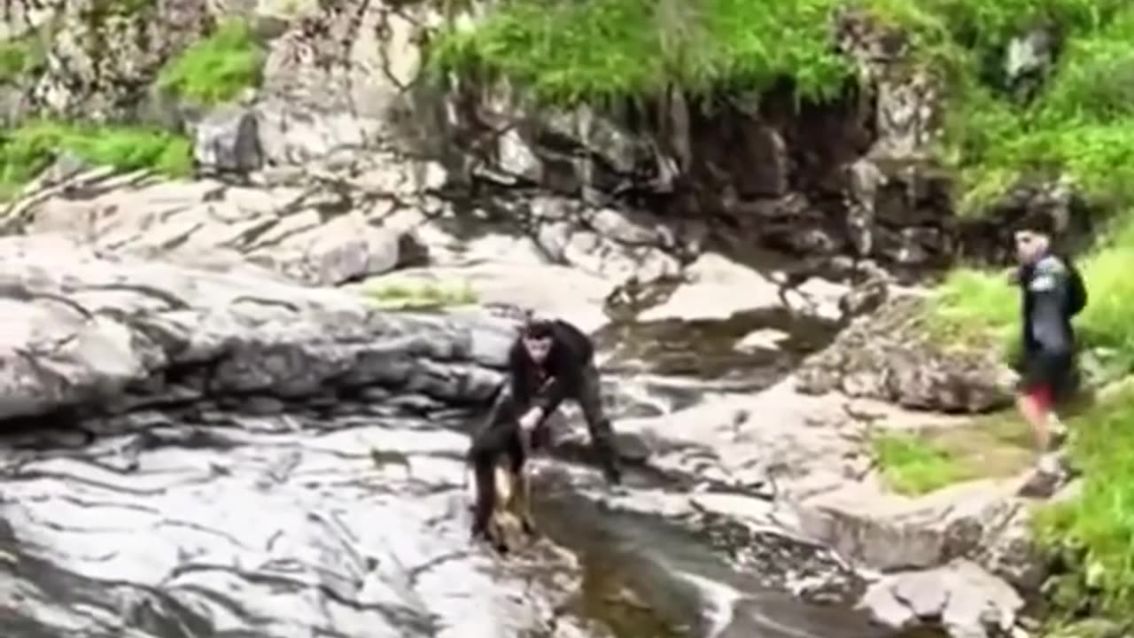 Funny animals