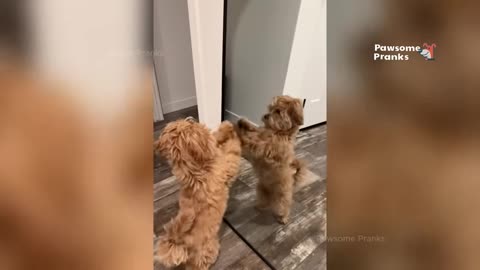 animals that will make you laugh crazy