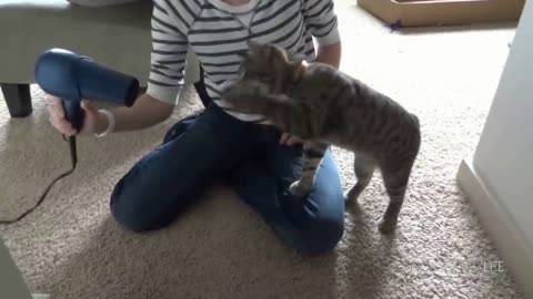 Funny Cats Compilation (Most Popular)