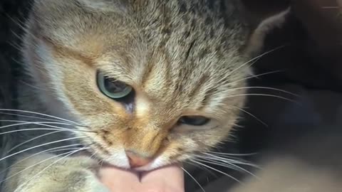 "Cat: Mission accomplished! Human: Blood pressure rising! 📈"