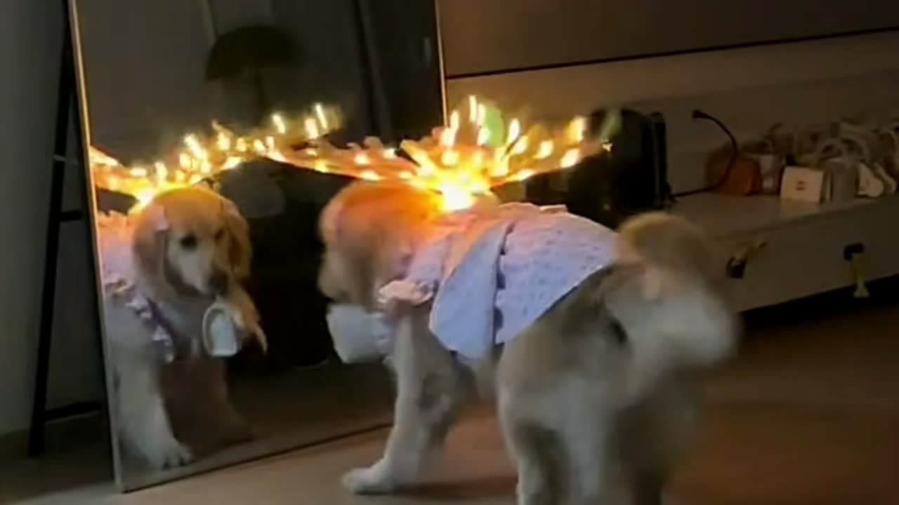 Mirror, Mirror on the wall, who is the most beautiful dog of all...😍