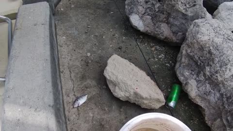 Sea Fishing with Shrimp Bait: Catching Various Fish & One Mishap
