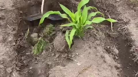 #farm #farmer