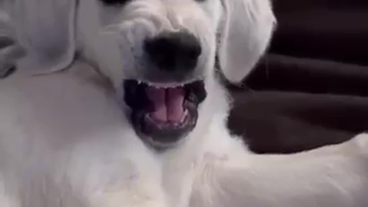 crazy dogs