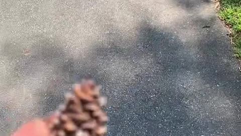 This YOUR 3rd EYE (Pineal-Gland) Expressed Through Nature.