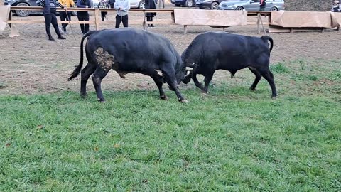 Jelenko od Fejzića vs Sedmica od Kaplana Visoko 2025