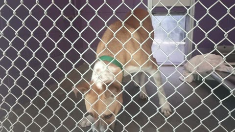 Yogi Bear Pet Id 940279 kennel 27 HSSAZ shelter I got some more fun loving time with guy20250711474