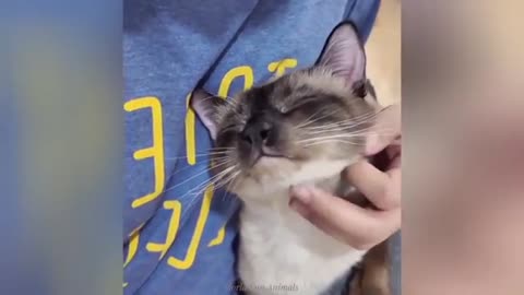 Funny ANIMALS videos