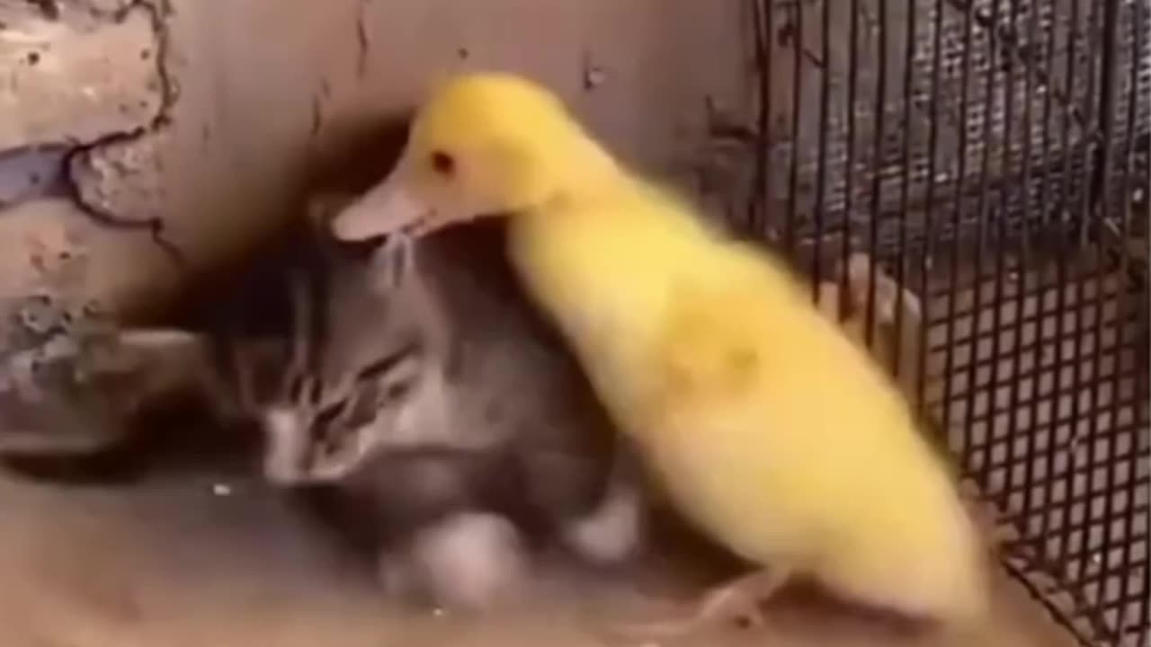 Cute Animals That Will Make You LAUGH!😂
