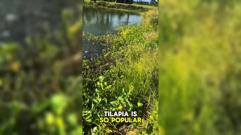 The Versatile Tilapia: A Global Aquaculture Favorite