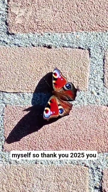 I Don't Hate you 2025 but,,,