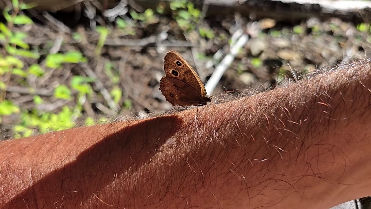 S01E05 Bugs and Things ... ID Panhandle