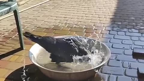 Why Owning a Crow Is ILLEGAL in the U.S.!