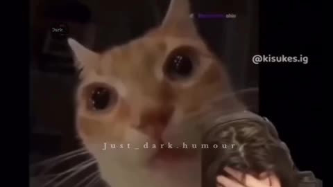 Wash your sister sauce