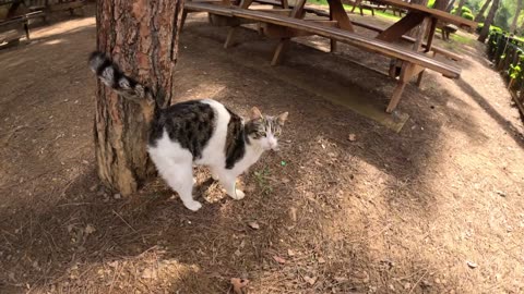 Stray cat asking for affection in the cutest way