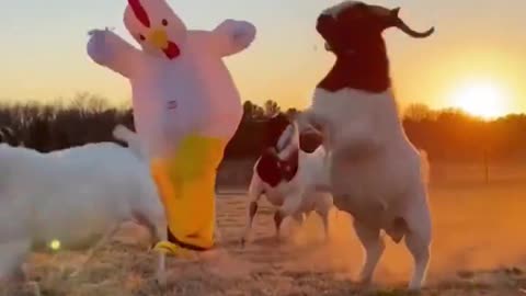 Mean goats vs man in chicken costume!