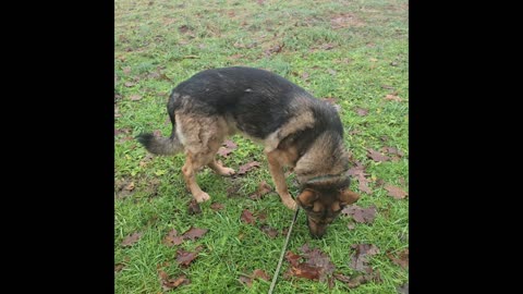 Virgil german shepherd.