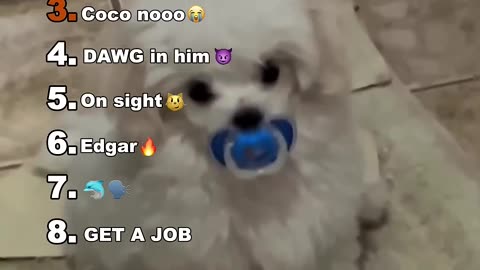 THESE DOGS ARE VERY SCARY