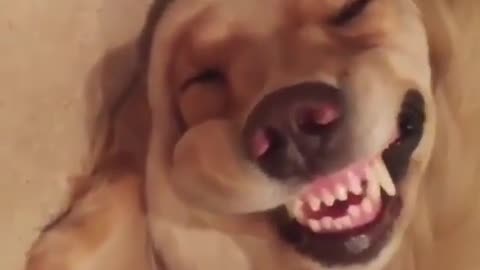 funny animals