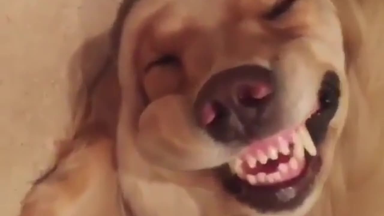 funny animals