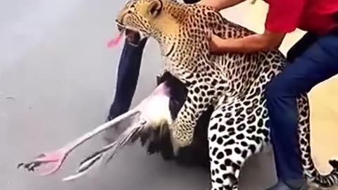 Animal world..
