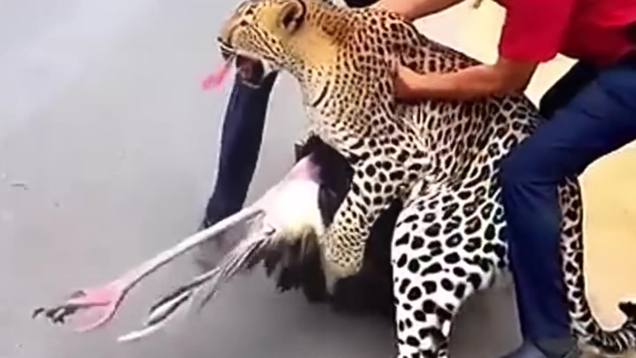 Animal world..