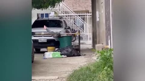 follow and like 😇😢 Best Funny Videos - People Being Idiots / Try Not To Laugh - BY Funny Dog #9