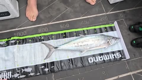 How We Caught a Mackerel on a BAIT JIG! Totally Unexpected (8)