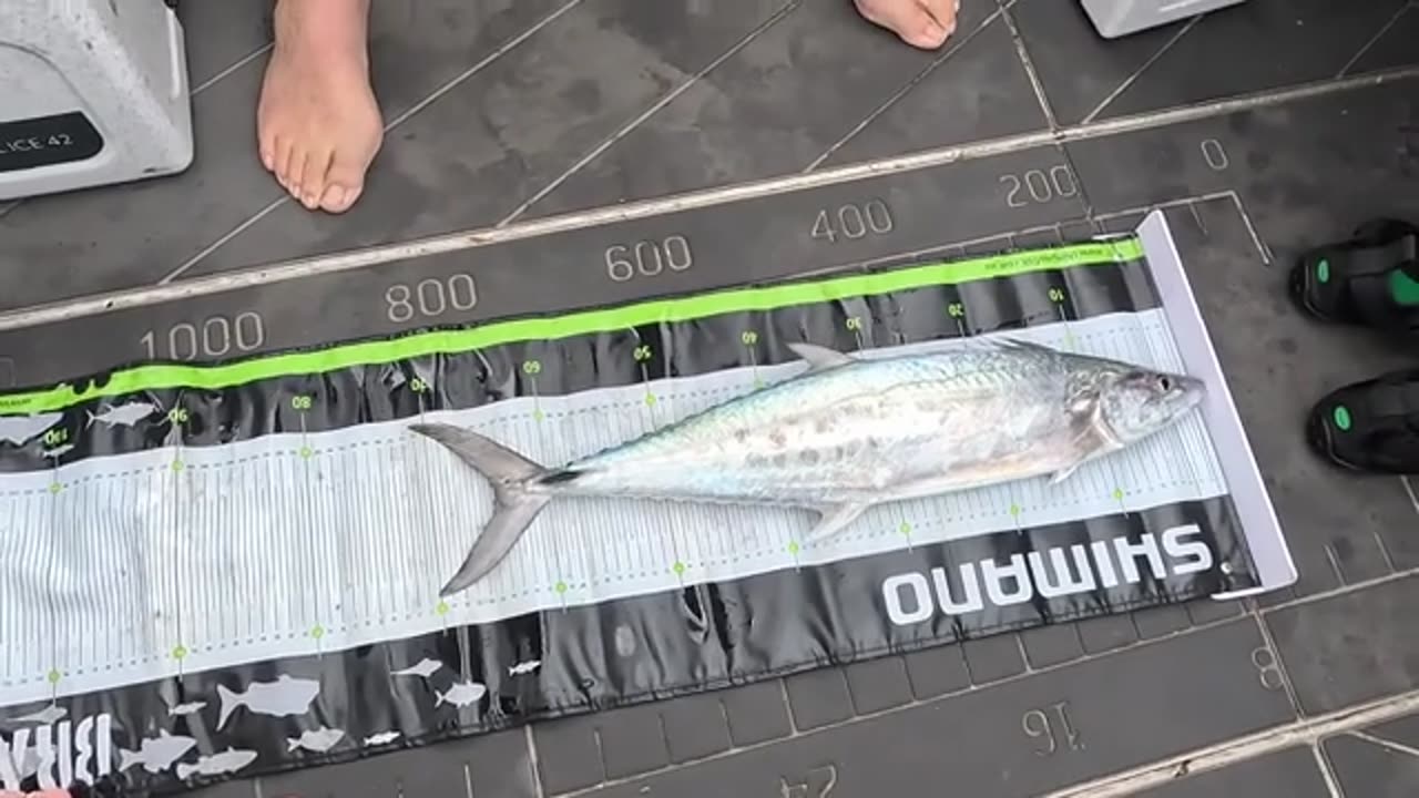 How We Caught a Mackerel on a BAIT JIG! Totally Unexpected (8)