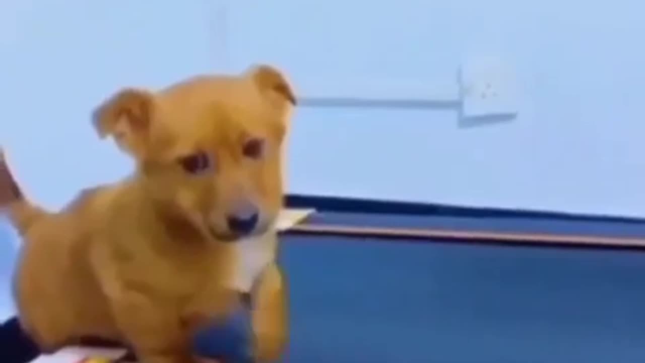 😂😩 Ever Have One of Those Days? This Animal Sure Does! | FunFM