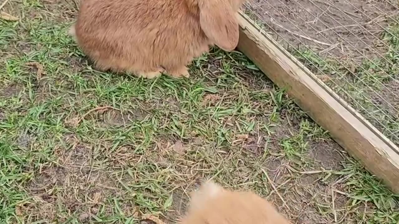 Bouncing Bunnies and Curious German Shepherds – Too Funny!