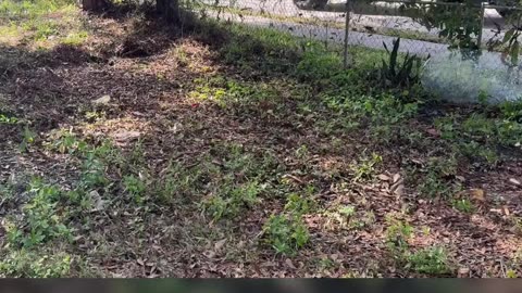 NIGHTMARE CLEANUP: Couple Lends Mower to Friend—Now It's Broken P3