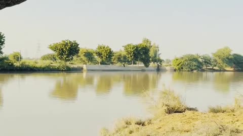 Rice Canal and Trees, Naudero City #maxrecords #larkana #sindh #pakistan