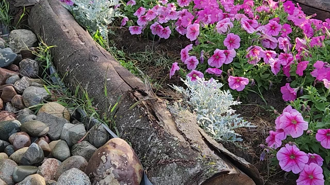 Such Drama for a sprinkling Petunias Presentation!