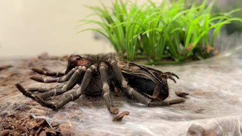 Brazilian Black Tarantula Molting