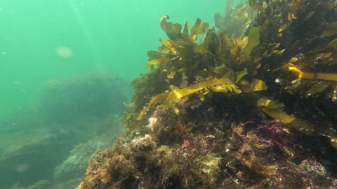 Underwater Views Mission Bay #share #fish #underwater San Diego