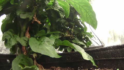 Come Explore With Me – Gen X Nature Stream | Live Pepper Jungle + Chill Vibes