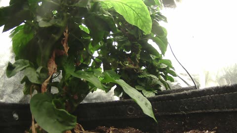 Come Explore With Me – Gen X Nature Stream | Live Pepper Jungle + Chill Vibes