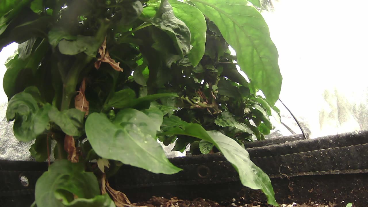 Come Explore With Me – Gen X Nature Stream | Live Pepper Jungle + Chill Vibes