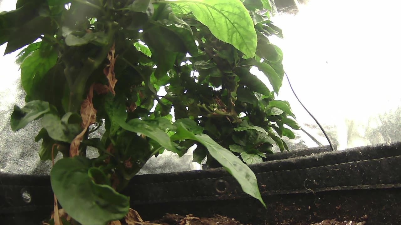 Come Explore With Me – Gen X Nature Stream | Live Pepper Jungle + Chill Vibes