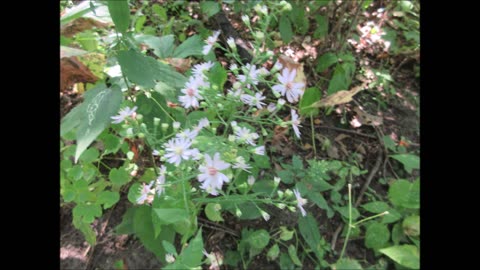 Star Like Love Blue Wood Aster Sept 2024