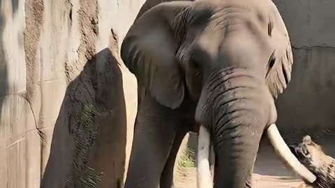 EPIC ELEPHANT SAVES CHILD FROM HYENA ATTACK IN ZOO! #elephant #hyena #rescue 🐘🐾