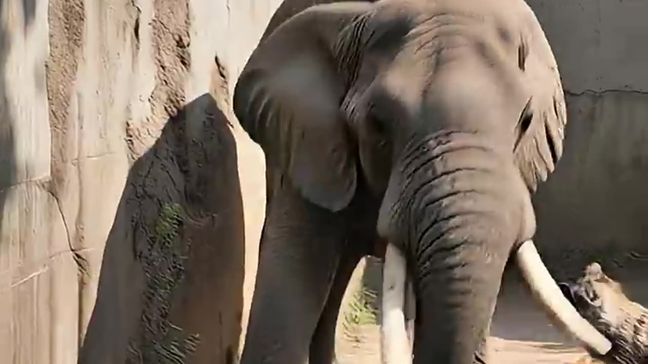 EPIC ELEPHANT SAVES CHILD FROM HYENA ATTACK IN ZOO! #elephant #hyena #rescue 🐘🐾