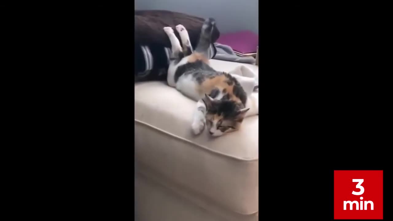 ✅ “Funniest Animals of 2025 😂 | Try Not to Laugh Challenge!”
