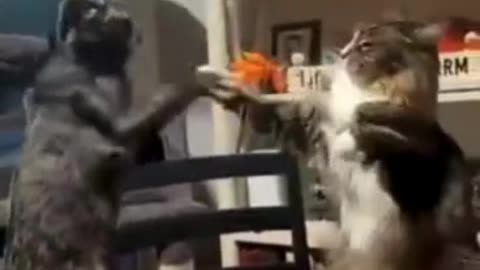 Hilarious Cat Fight Compilation 🐾 | Funny Cat Reels | Viral Pet Shorts