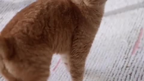 Funny animals | cat doing funny things 😹