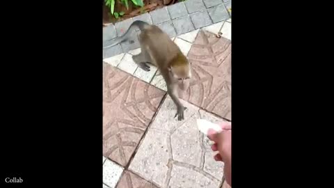 Funny animal videos 🤣