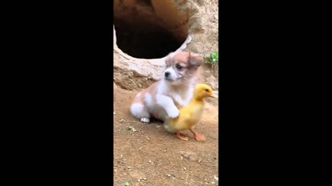 Dogs and Duck ❤️❤️ #dogs